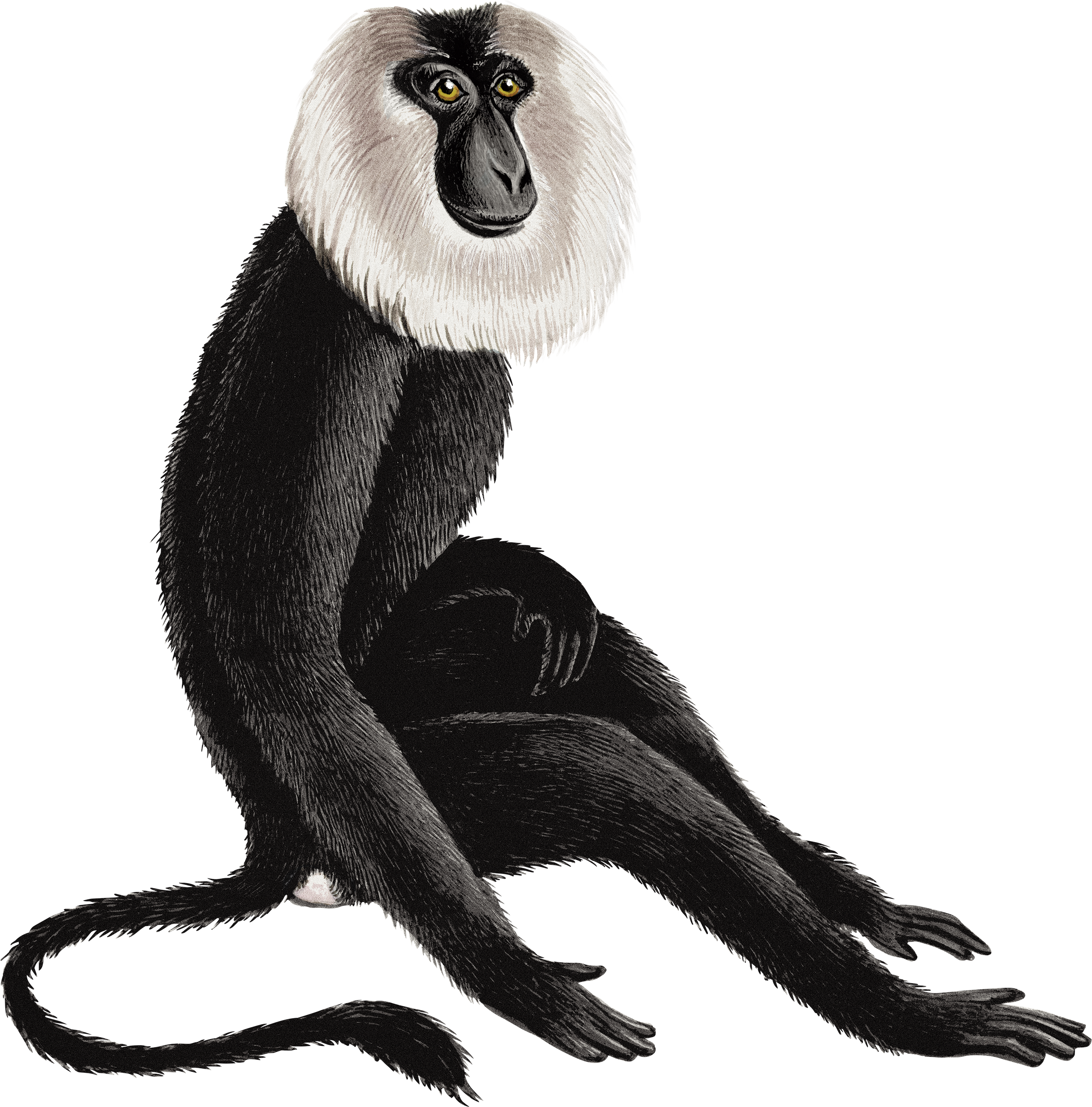 Monkey